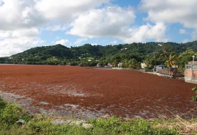 algues sargasses environnement