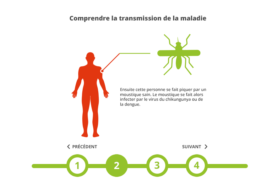visuel 2 transmission maladie moustique