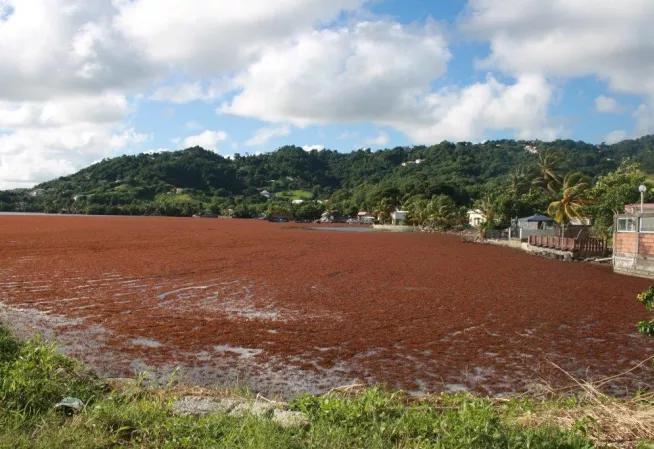algues sargasses environnement