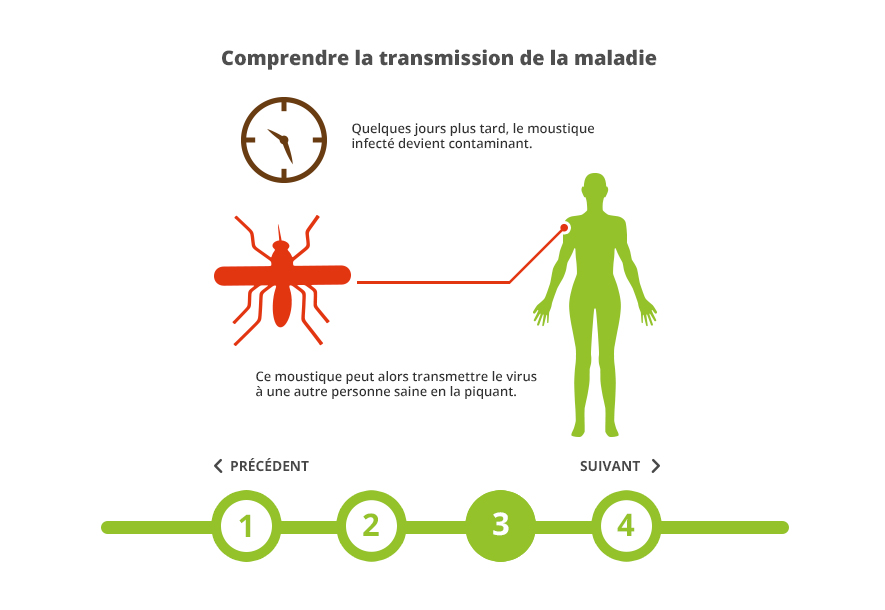 visuel 3 transmission maladie moustique