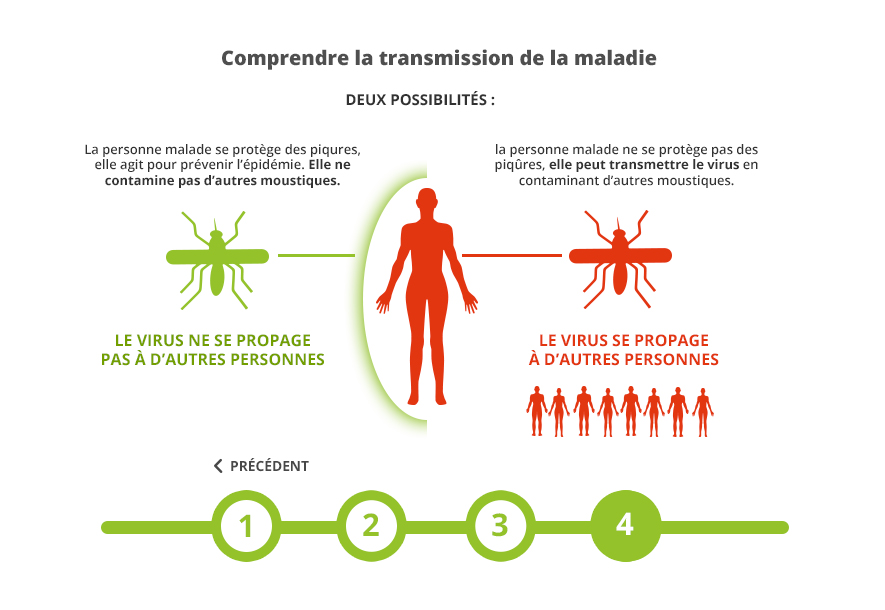 visuel 4 transmission maladie moustique